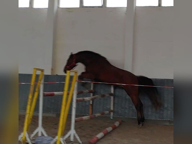 Cavallo da sella tedesco Castrone 8 Anni 175 cm Baio in Buchhain