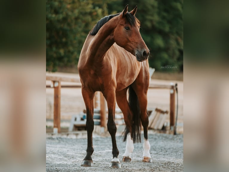 Cavallo da sella tedesco Castrone 8 Anni 179 cm Baio in Stockheim