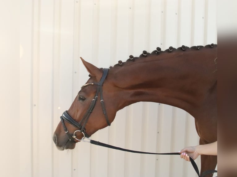 Cavallo da sella tedesco Castrone 8 Anni 180 cm Sauro in Aurach