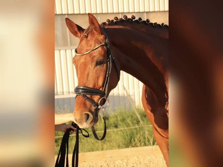 Cavallo da sella tedesco Castrone 8 Anni 180 cm Sauro in Aurach