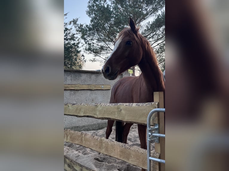 Cavallo da sella tedesco Castrone 9 Anni 145 cm Sauro in Schkeuditz