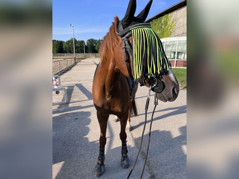 Cavallo da sella tedesco Castrone 9 Anni 145 cm Sauro in Schkeuditz