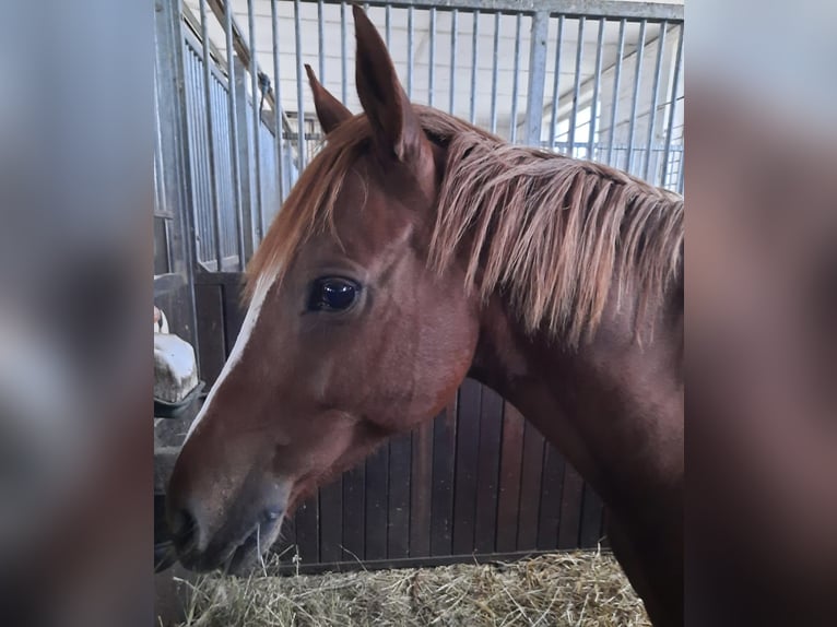 Cavallo da sella tedesco Castrone 9 Anni 145 cm Sauro in Schkeuditz