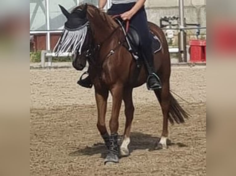 Cavallo da sella tedesco Castrone 9 Anni 145 cm Sauro in Schkeuditz