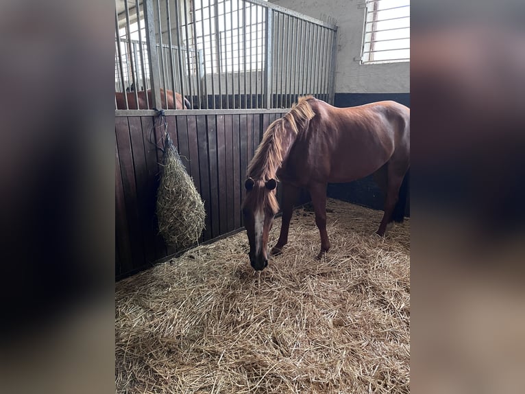 Cavallo da sella tedesco Castrone 9 Anni 145 cm Sauro in Schkeuditz