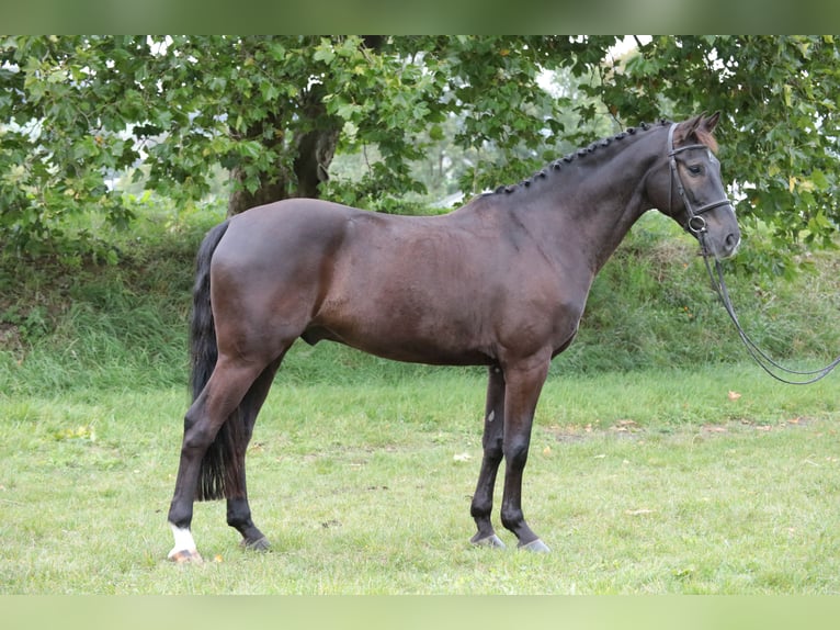 Cavallo da sella tedesco Castrone 9 Anni 169 cm Baio scuro in Neuenrade