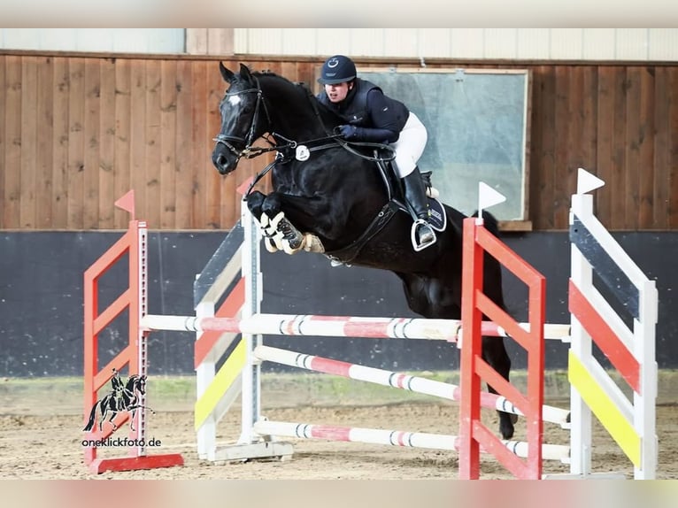 Cavallo da sella tedesco Castrone 9 Anni 170 cm Morello in Burgthann