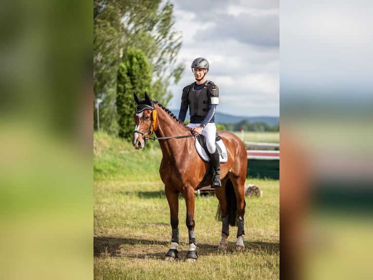 Cavallo da sella tedesco Castrone 9 Anni 173 cm Baio in Sachsen