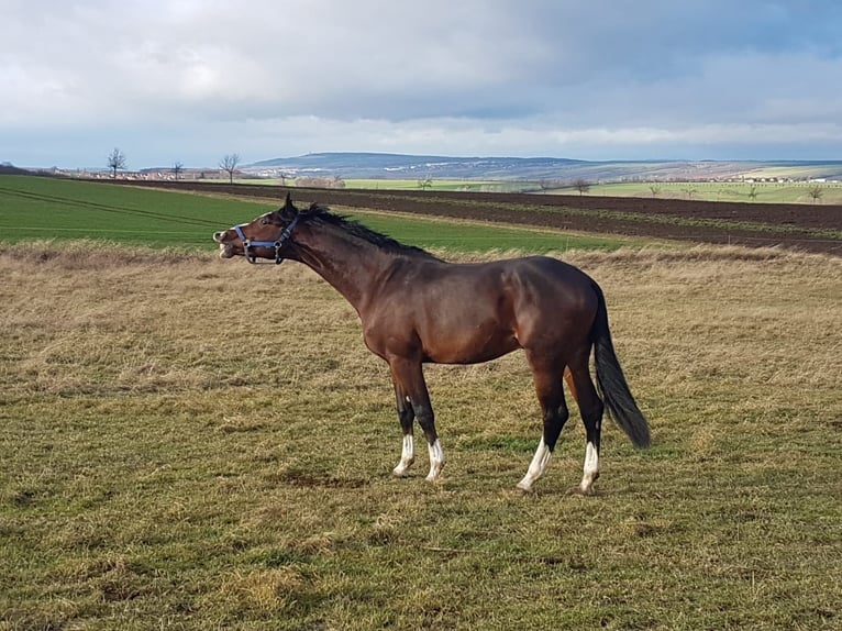 Cavallo da sella tedesco Castrone 9 Anni 173 cm Baio in Sachsen