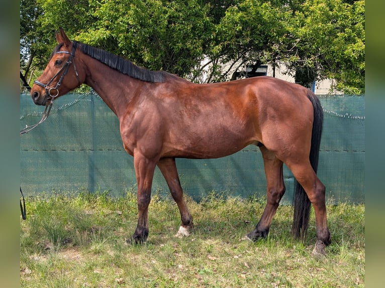 Cavallo da sella tedesco Castrone 9 Anni 175 cm Baio in Buchhain