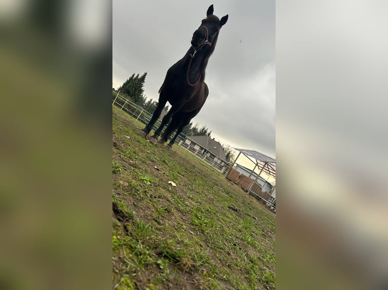 Cavallo da sella tedesco Mix Giumenta 10 Anni 140 cm Baio in Helbra