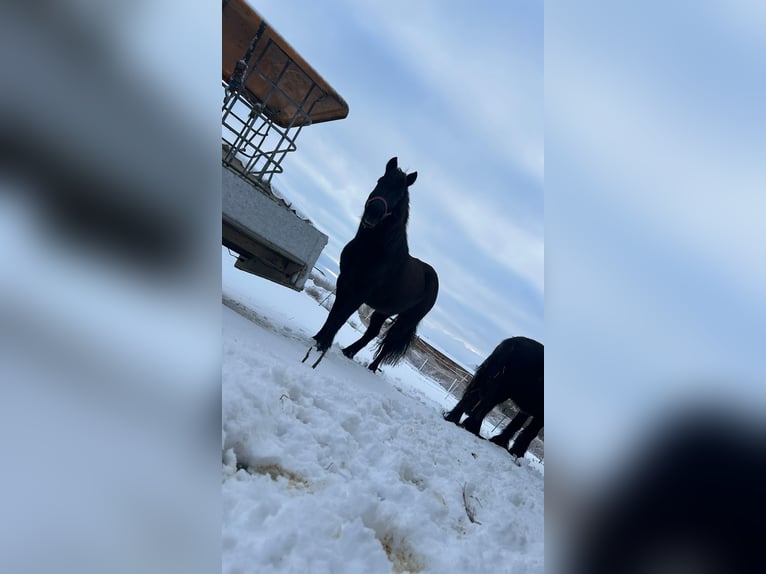 Cavallo da sella tedesco Mix Giumenta 10 Anni 140 cm Baio in Helbra