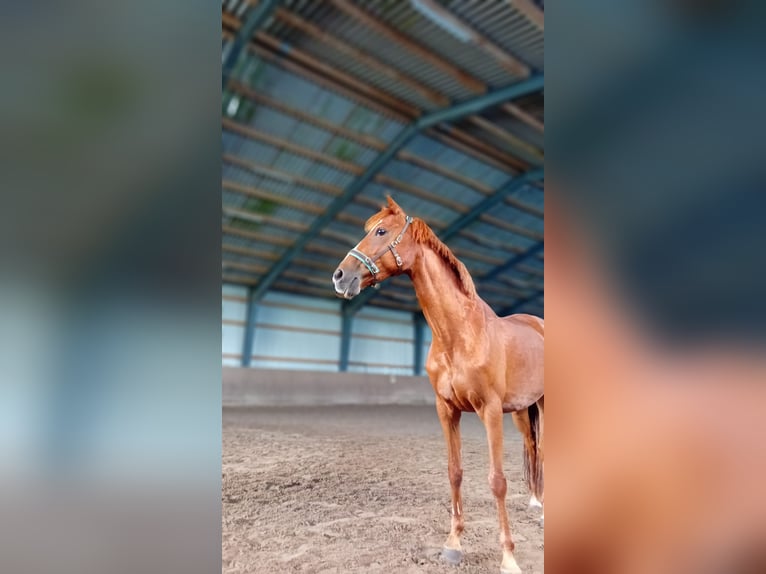 Cavallo da sella tedesco Giumenta 10 Anni 142 cm Sauro in Celle