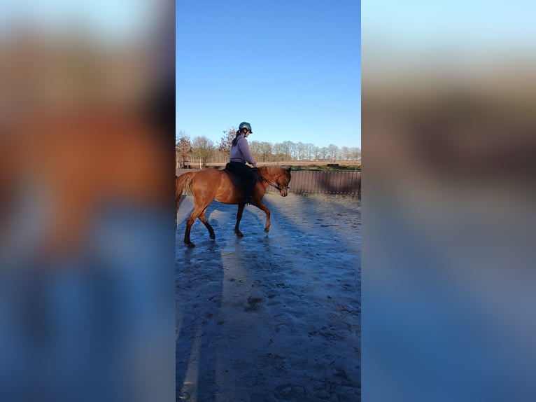 Cavallo da sella tedesco Giumenta 10 Anni 142 cm Sauro in Celle