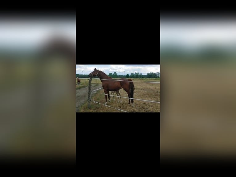 Cavallo da sella tedesco Giumenta 10 Anni 155 cm Sauro in Buchhain