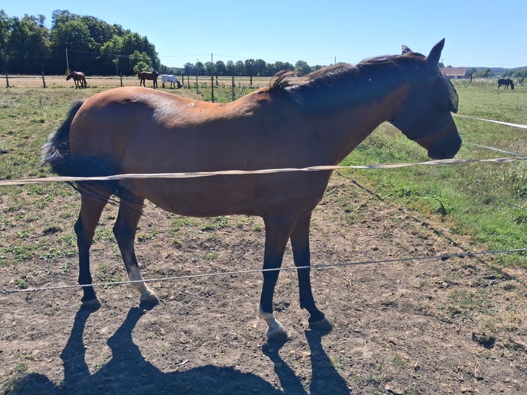 Cavallo da sella tedesco Giumenta 10 Anni 157 cm Baio in M&#xFC;nster
