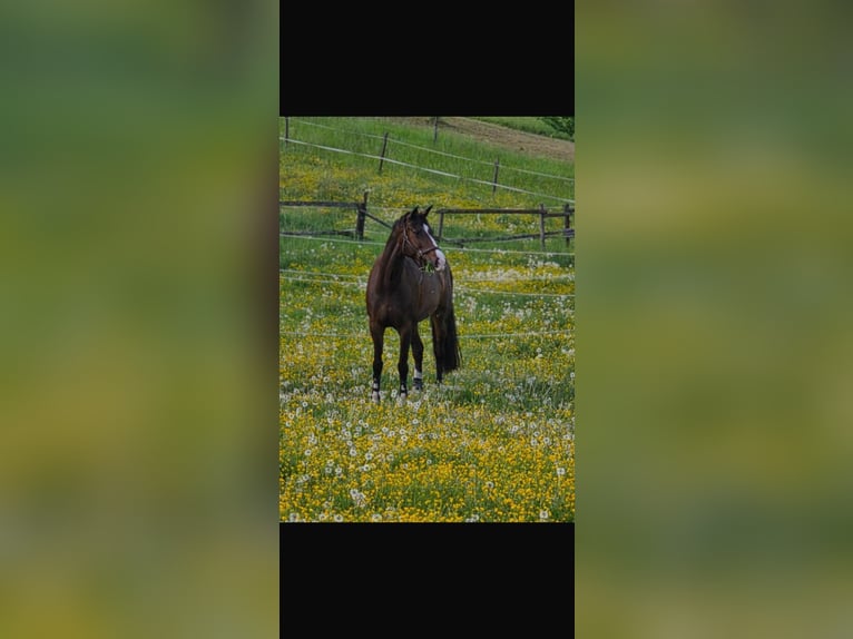 Cavallo da sella tedesco Giumenta 10 Anni 158 cm Baio scuro in Holzgerlingen