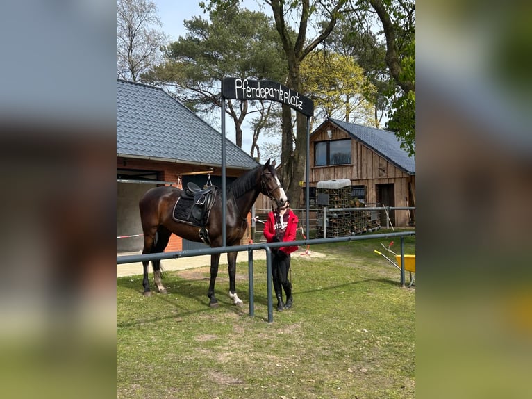 Cavallo da sella tedesco Giumenta 10 Anni 164 cm Baio in Haren