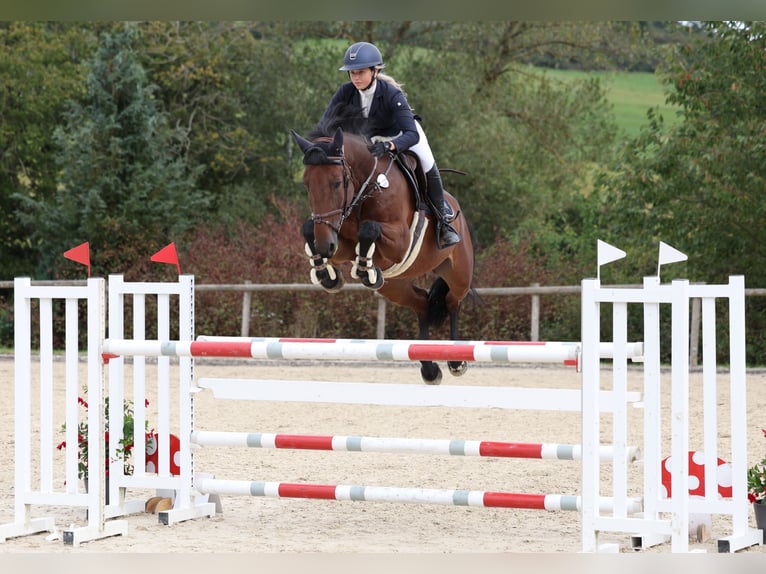 Cavallo da sella tedesco Giumenta 10 Anni 165 cm Baio in Radolfzell am Bodensee