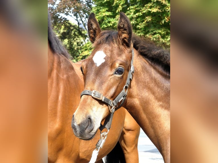 Cavallo da sella tedesco Giumenta 10 Anni 168 cm Baio in Beverungen