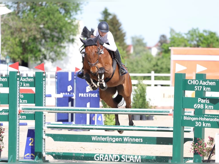 Cavallo da sella tedesco Giumenta 10 Anni 168 cm Baio in Altusried