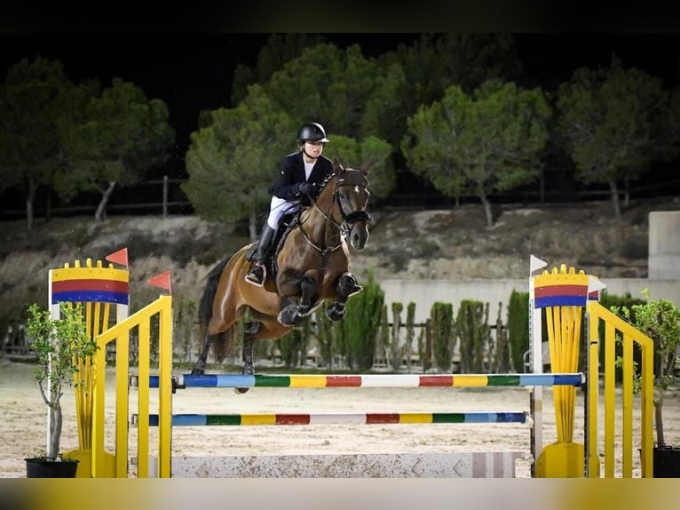 Cavallo da sella tedesco Giumenta 10 Anni 168 cm Baio in Mirambells