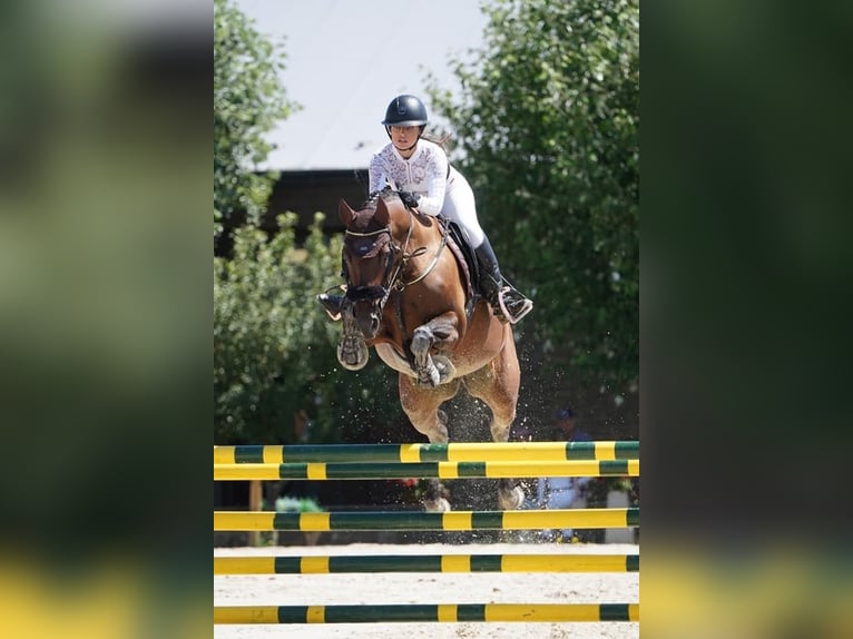 Cavallo da sella tedesco Giumenta 10 Anni 168 cm Baio in Mirambells