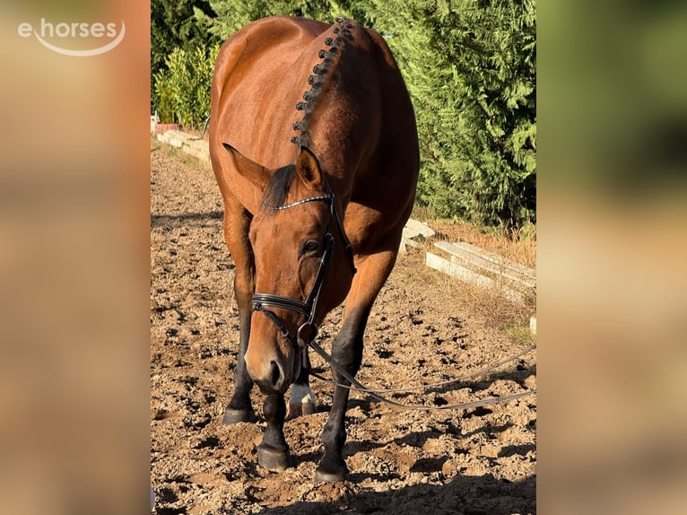 Cavallo da sella tedesco Giumenta 10 Anni 168 cm Baio in Weiterstadt