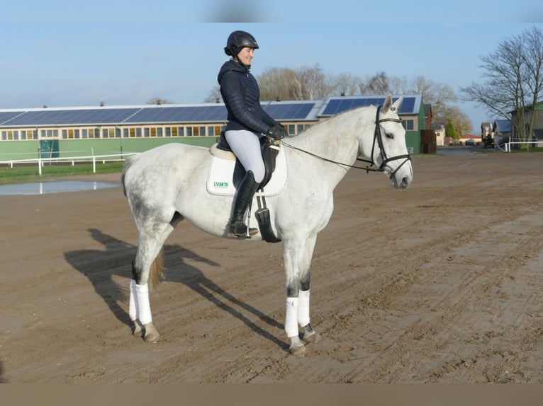 Cavallo da sella tedesco Giumenta 10 Anni 168 cm Grigio in Ganschow