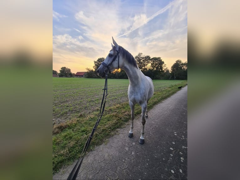 Cavallo da sella tedesco Giumenta 10 Anni 168 cm Grigio pezzato in Isenbüttel