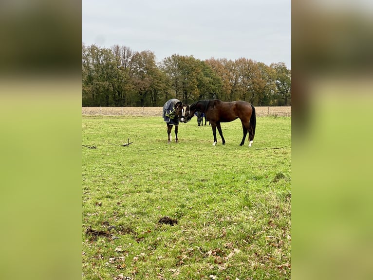 Cavallo da sella tedesco Giumenta 10 Anni 168 cm Sauro in Altenberge