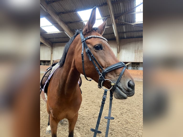 Cavallo da sella tedesco Giumenta 10 Anni 170 cm Baio in Münster