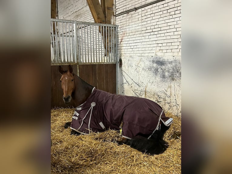 Cavallo da sella tedesco Giumenta 10 Anni 170 cm Baio in Münster