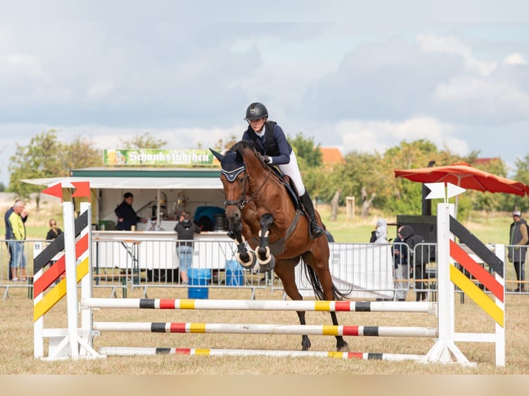 Cavallo da sella tedesco Giumenta 10 Anni 172 cm Baio in Am Ettersberg