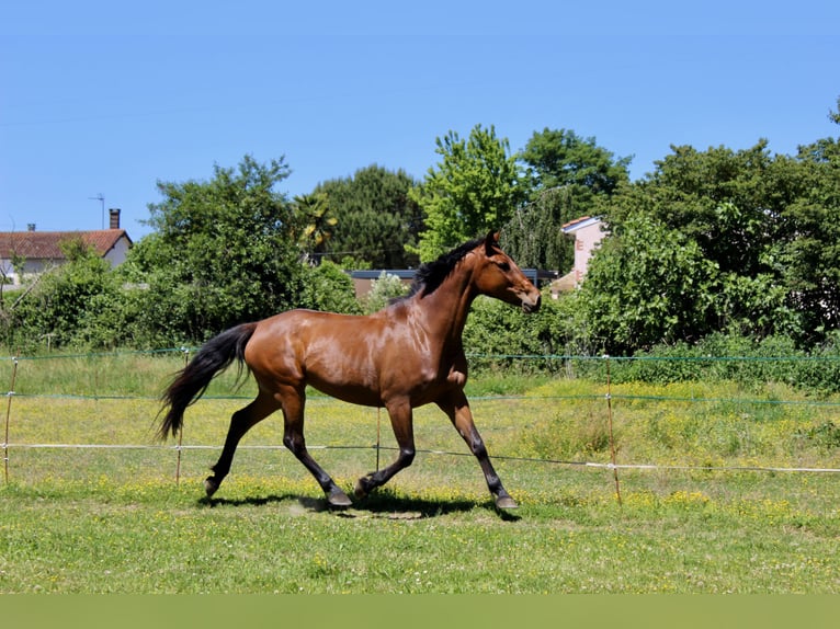 Cavallo da sella tedesco Giumenta 11 Anni 160 cm Baio scuro in Gro&#xDF;maischeid