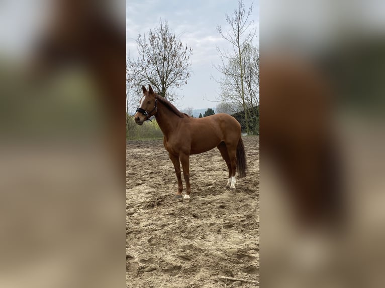 Cavallo da sella tedesco Giumenta 11 Anni 161 cm Sauro in Minden