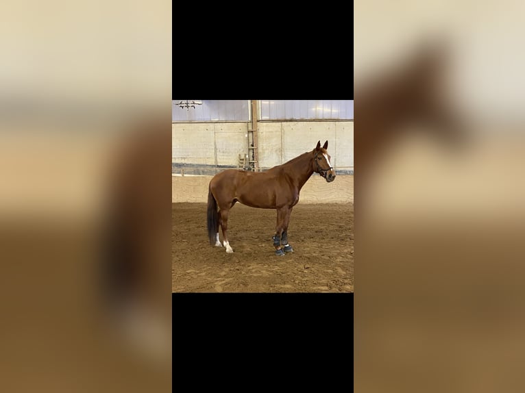 Cavallo da sella tedesco Giumenta 11 Anni 161 cm Sauro in Minden