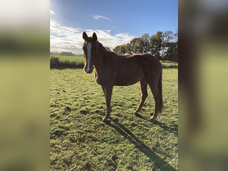 Cavallo da sella tedesco Giumenta 11 Anni 163 cm Sauro in Visbek