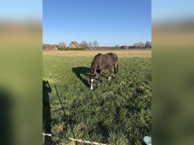 Cavallo da sella tedesco Giumenta 11 Anni 165 cm Baio in Bocholt