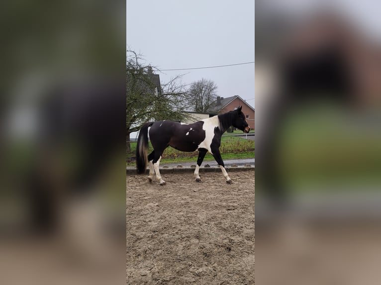 Cavallo da sella tedesco Giumenta 11 Anni 166 cm Pezzato in Hadamar