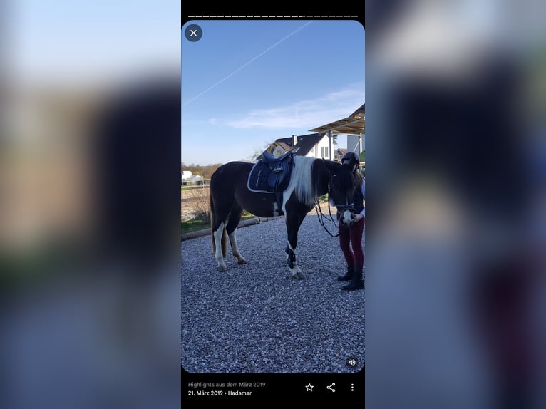 Cavallo da sella tedesco Giumenta 11 Anni 166 cm Pezzato in Hadamar