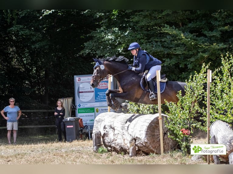 Cavallo da sella tedesco Giumenta 11 Anni 170 cm Baio in Saerbeck