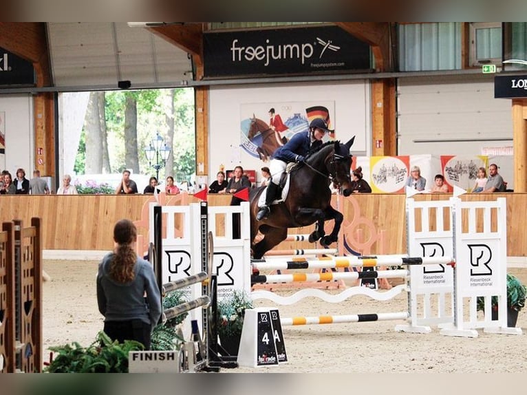 Cavallo da sella tedesco Giumenta 11 Anni 170 cm Baio in Saerbeck