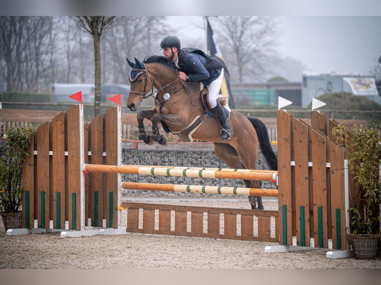 Cavallo da sella tedesco Giumenta 11 Anni 172 cm Baio in Wermelskirchen