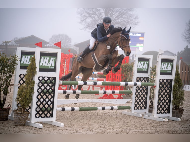 Cavallo da sella tedesco Giumenta 11 Anni 172 cm Baio in Wermelskirchen