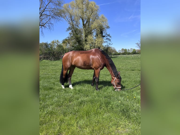 Cavallo da sella tedesco Giumenta 11 Anni 175 cm Baio in Ahaus
