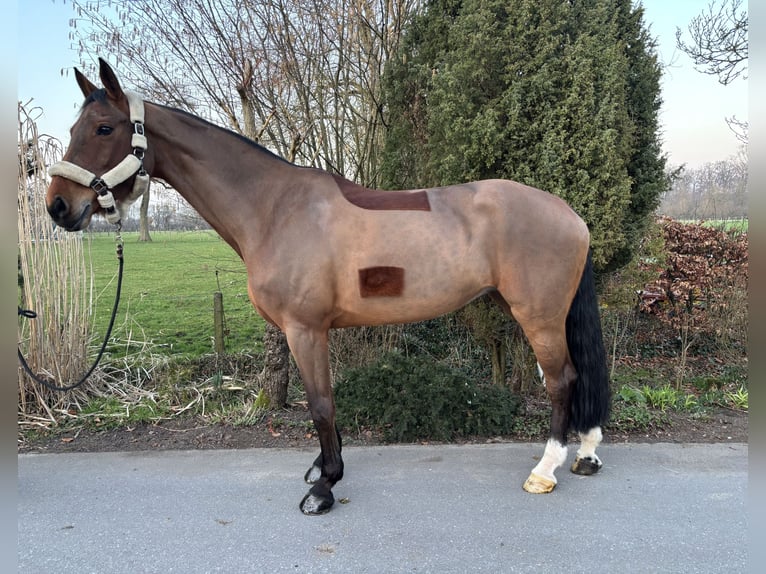 Cavallo da sella tedesco Giumenta 11 Anni 175 cm Baio in Ahaus