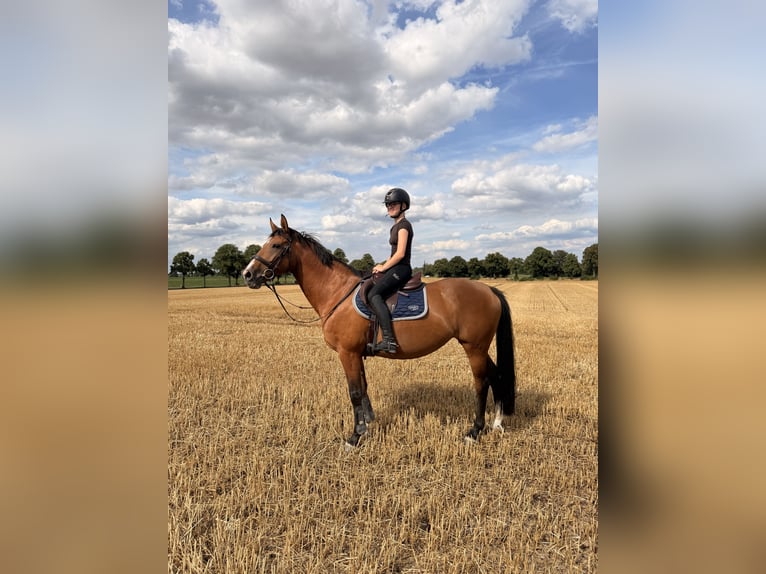 Cavallo da sella tedesco Giumenta 12 Anni 160 cm Baio in Frechen