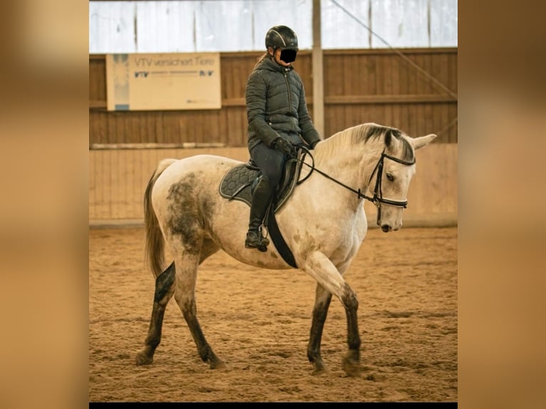 Cavallo da sella tedesco Mix Giumenta 12 Anni 160 cm Grigio in Dessau-Roßlau