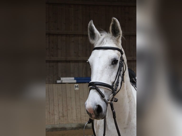 Cavallo da sella tedesco Mix Giumenta 12 Anni 160 cm Grigio in Dessau-Roßlau